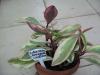 Peperomia clusiifolia Variegata